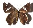  ( - 17-SRNP-45880)  @11 [ ] CreativeCommons  Attribution Non-Commercial Share-Alike (2019) Daniel H. Janzen Guanacaste Dry Forest Conservation Fund