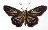 ( - 17-SRNP-70980)  @12 [ ] CreativeCommons  Attribution Non-Commercial Share-Alike (2019) Daniel H. Janzen Guanacaste Dry Forest Conservation Fund