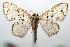  (Idaea complexaria - 06-SRNP-106516)  @14 [ ] CreativeCommons - Attribution Non-Commercial Share-Alike (2007) Unspecified Guanacaste Dry Forest Conservation Fund