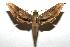  (Xylophanes yuliyae - 06-SRNP-107330)  @14 [ ] CreativeCommons - Attribution Non-Commercial Share-Alike (2007) Unspecified Guanacaste Dry Forest Conservation Fund