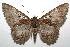  (Letis scops - 06-SRNP-108810)  @14 [ ] CreativeCommons - Attribution Non-Commercial Share-Alike (2007) Unspecified Guanacaste Dry Forest Conservation Fund