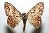  (Idaea subfervensDHJ02 - 07-SRNP-100352)  @15 [ ] CreativeCommons - Attribution Non-Commercial Share-Alike (2007) Unspecified Guanacaste Dry Forest Conservation Fund