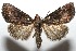  (Ogdoconta cymographa - 08-SRNP-101919)  @14 [ ] CreativeCommons - Attribution Non-Commercial Share-Alike (2008) Unspecified Guanacaste Dry Forest Conservation Fund