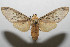  ( - 08-SRNP-105206)  @13 [ ] CreativeCommons - Attribution Non-Commercial Share-Alike (2013) Daniel H. Janzen Guanacaste Dry Forest Conservation Fund