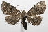  ( - 08-SRNP-105285)  @13 [ ] CreativeCommons - Attribution Non-Commercial Share-Alike (2013) Daniel H. Janzen Guanacaste Dry Forest Conservation Fund