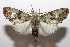  ( - 08-SRNP-105385)  @14 [ ] CreativeCommons - Attribution Non-Commercial Share-Alike (2013) Daniel H. Janzen Guanacaste Dry Forest Conservation Fund
