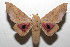  ( - 08-SRNP-105428)  @14 [ ] CreativeCommons - Attribution Non-Commercial Share-Alike (2013) Daniel H. Janzen Guanacaste Dry Forest Conservation Fund