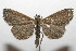  ( - 08-SRNP-105858)  @13 [ ] CreativeCommons - Attribution Non-Commercial Share-Alike (2013) Daniel H. Janzen Guanacaste Dry Forest Conservation Fund