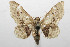  (Idaea BioLep207 - 08-SRNP-106019)  @14 [ ] CreativeCommons - Attribution Non-Commercial Share-Alike (2013) Daniel H. Janzen Guanacaste Dry Forest Conservation Fund