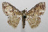  ( - 08-SRNP-106022)  @13 [ ] CreativeCommons - Attribution Non-Commercial Share-Alike (2013) Daniel H. Janzen Guanacaste Dry Forest Conservation Fund