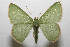  (Nemoria acutularia - 08-SRNP-106030)  @15 [ ] CreativeCommons - Attribution Non-Commercial Share-Alike (2013) Daniel H. Janzen Guanacaste Dry Forest Conservation Fund