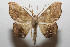  ( - 08-SRNP-106034)  @14 [ ] CreativeCommons - Attribution Non-Commercial Share-Alike (2013) Daniel H. Janzen Guanacaste Dry Forest Conservation Fund