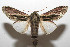  ( - 08-SRNP-106061)  @14 [ ] CreativeCommons - Attribution Non-Commercial Share-Alike (2013) Daniel H. Janzen Guanacaste Dry Forest Conservation Fund