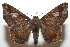  ( - 08-SRNP-106121)  @14 [ ] CreativeCommons - Attribution Non-Commercial Share-Alike (2013) Daniel H. Janzen Guanacaste Dry Forest Conservation Fund