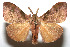  ( - 08-SRNP-106738)  @14 [ ] CreativeCommons - Attribution Non-Commercial Share-Alike (2013) Daniel H. Janzen Guanacaste Dry Forest Conservation Fund