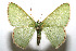  ( - 08-SRNP-106774)  @13 [ ] CreativeCommons - Attribution Non-Commercial Share-Alike (2013) Daniel H. Janzen Guanacaste Dry Forest Conservation Fund