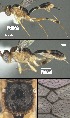  (Mesochorus tresuno - DHJPAR0063475)  @12 [ ] CreativeCommons Attribution NonCommercial ShareAlike (2021) M. J. Sharkey University of Kentucky
