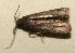  (Glyphidocera BioLep192 - 09-SRNP-101632)  @14 [ ] CreativeCommons - Attribution Non-Commercial Share-Alike (2009) Unspecified Guanacaste Dry Forest Conservation Fund