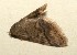  (Idaea BioLep528 - 09-SRNP-101866)  @13 [ ] CreativeCommons - Attribution Non-Commercial Share-Alike (2009) Unspecified Guanacaste Dry Forest Conservation Fund