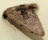  (Idaea BioLep243 - 09-SRNP-102801)  @13 [ ] CreativeCommons - Attribution Non-Commercial Share-Alike (2009) Unspecified Guanacaste Dry Forest Conservation Fund