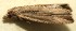  ( - 09-SRNP-102878)  @11 [ ] CreativeCommons - Attribution Non-Commercial Share-Alike (2009) Unspecified Guanacaste Dry Forest Conservation Fund