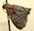  (Idaea BioLep241 - 09-SRNP-103439)  @14 [ ] CreativeCommons - Attribution Non-Commercial Share-Alike (2009) Unspecified Guanacaste Dry Forest Conservation Fund