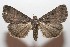  (Bleptina confusalis - 09-SRNP-103686)  @15 [ ] CreativeCommons - Attribution Non-Commercial Share-Alike (2009) Unspecified Guanacaste Dry Forest Conservation Fund
