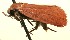  (elachBioLep01 BioLep231 - 09-SRNP-104193)  @12 [ ] CreativeCommons - Attribution Non-Commercial Share-Alike (2009) Unspecified Guanacaste Dry Forest Conservation Fund