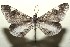  (Macrosoma heliconiaria - 09-SRNP-108796)  @14 [ ] CreativeCommons - Attribution Non-Commercial Share-Alike (2010) Unspecified Guanacaste Dry Forest Conservation Fund