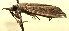  ( - 09-SRNP-111105)  @12 [ ] CreativeCommons - Attribution Non-Commercial Share-Alike (2013) Daniel H. Janzen Guanacaste Dry Forest Conservation Fund