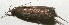  (Glyphidocera terrae - 10-SRNP-107952)  @12 [ ] CreativeCommons - Attribution Non-Commercial Share-Alike (2010) Daniel H. Janzen Guanacaste Dry Forest Conservation Fund