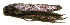  ( - 10-SRNP-110847)  @12 [ ] CreativeCommons - Attribution Non-Commercial Share-Alike (2010) Daniel H. Janzen Guanacaste Dry Forest Conservation Fund