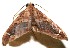  (Psaliodes BioLep541 - 10-SRNP-111362)  @12 [ ] CreativeCommons - Attribution Non-Commercial Share-Alike (2010) Daniel H. Janzen Guanacaste Dry Forest Conservation Fund