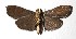  ( - 16-SRNP-28166)  @11 [ ] CreativeCommons  Attribution Non-Commercial Share-Alike (2019) Daniel H. Janzen Guanacaste Dry Forest Conservation Fund