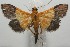  ( - 17-SRNP-107275)  @11 [ ] CreativeCommons  Attribution Non-Commercial Share-Alike (2019) Daniel H. Janzen Guanacaste Dry Forest Conservation Fund