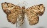  ( - 17-SRNP-107303)  @13 [ ] CreativeCommons  Attribution Non-Commercial Share-Alike (2019) Daniel H. Janzen Guanacaste Dry Forest Conservation Fund