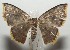  ( - 17-SRNP-107308)  @13 [ ] CreativeCommons  Attribution Non-Commercial Share-Alike (2019) Daniel H. Janzen Guanacaste Dry Forest Conservation Fund