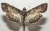 (Omiodes nitida - 17-SRNP-107367)  @14 [ ] CreativeCommons  Attribution Non-Commercial Share-Alike (2019) Daniel H. Janzen Guanacaste Dry Forest Conservation Fund