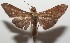  ( - 17-SRNP-107377)  @11 [ ] CreativeCommons  Attribution Non-Commercial Share-Alike (2019) Daniel H. Janzen Guanacaste Dry Forest Conservation Fund