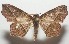  ( - 17-SRNP-107433)  @11 [ ] CreativeCommons  Attribution Non-Commercial Share-Alike (2019) Daniel H. Janzen Guanacaste Dry Forest Conservation Fund