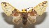  ( - 17-SRNP-107445)  @14 [ ] CreativeCommons  Attribution Non-Commercial Share-Alike (2019) Daniel H. Janzen Guanacaste Dry Forest Conservation Fund