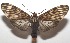  ( - 17-SRNP-107480)  @14 [ ] CreativeCommons  Attribution Non-Commercial Share-Alike (2019) Daniel H. Janzen Guanacaste Dry Forest Conservation Fund