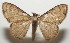  ( - 17-SRNP-107516)  @13 [ ] CreativeCommons  Attribution Non-Commercial Share-Alike (2019) Daniel H. Janzen Guanacaste Dry Forest Conservation Fund