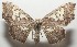  (Pseudasellodes - 17-SRNP-107534)  @15 [ ] CreativeCommons  Attribution Non-Commercial Share-Alike (2019) Daniel H. Janzen Guanacaste Dry Forest Conservation Fund