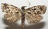  ( - 17-SRNP-107590)  @11 [ ] CreativeCommons  Attribution Non-Commercial Share-Alike (2019) Daniel H. Janzen Guanacaste Dry Forest Conservation Fund