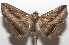  ( - 17-SRNP-107604)  @11 [ ] CreativeCommons  Attribution Non-Commercial Share-Alike (2019) Daniel H. Janzen Guanacaste Dry Forest Conservation Fund