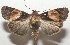  ( - 17-SRNP-107632)  @11 [ ] CreativeCommons  Attribution Non-Commercial Share-Alike (2019) Daniel H. Janzen Guanacaste Dry Forest Conservation Fund