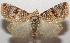  ( - 17-SRNP-107655)  @14 [ ] CreativeCommons  Attribution Non-Commercial Share-Alike (2019) Daniel H. Janzen Guanacaste Dry Forest Conservation Fund