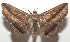  ( - 17-SRNP-107675)  @11 [ ] CreativeCommons  Attribution Non-Commercial Share-Alike (2019) Daniel H. Janzen Guanacaste Dry Forest Conservation Fund