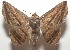  ( - 17-SRNP-107676)  @14 [ ] CreativeCommons  Attribution Non-Commercial Share-Alike (2019) Daniel H. Janzen Guanacaste Dry Forest Conservation Fund